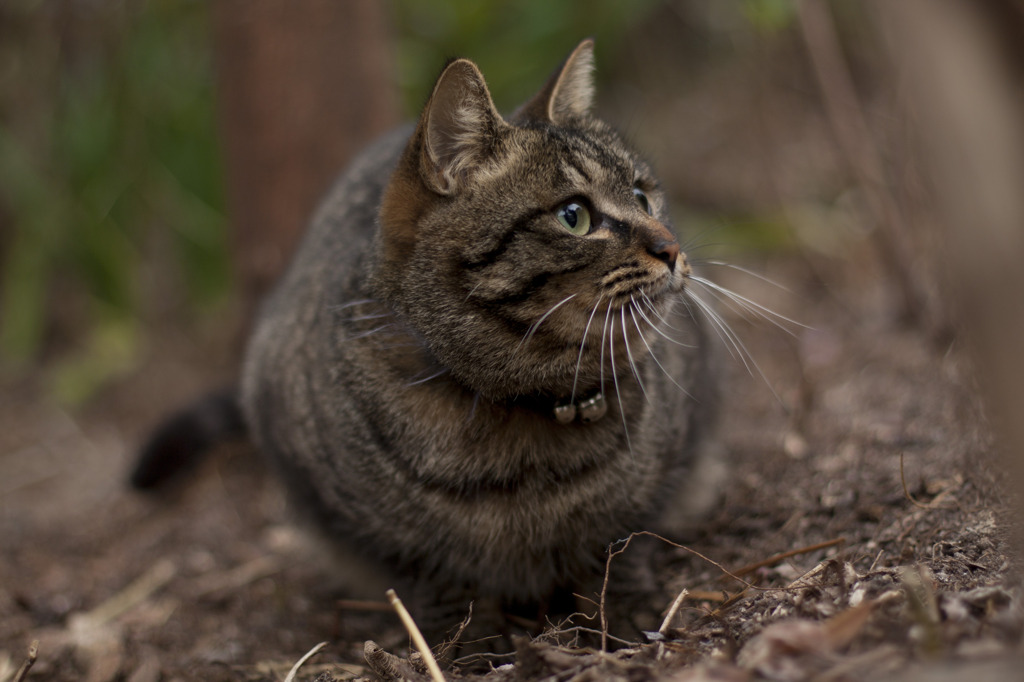 まるい猫