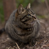 まるい猫