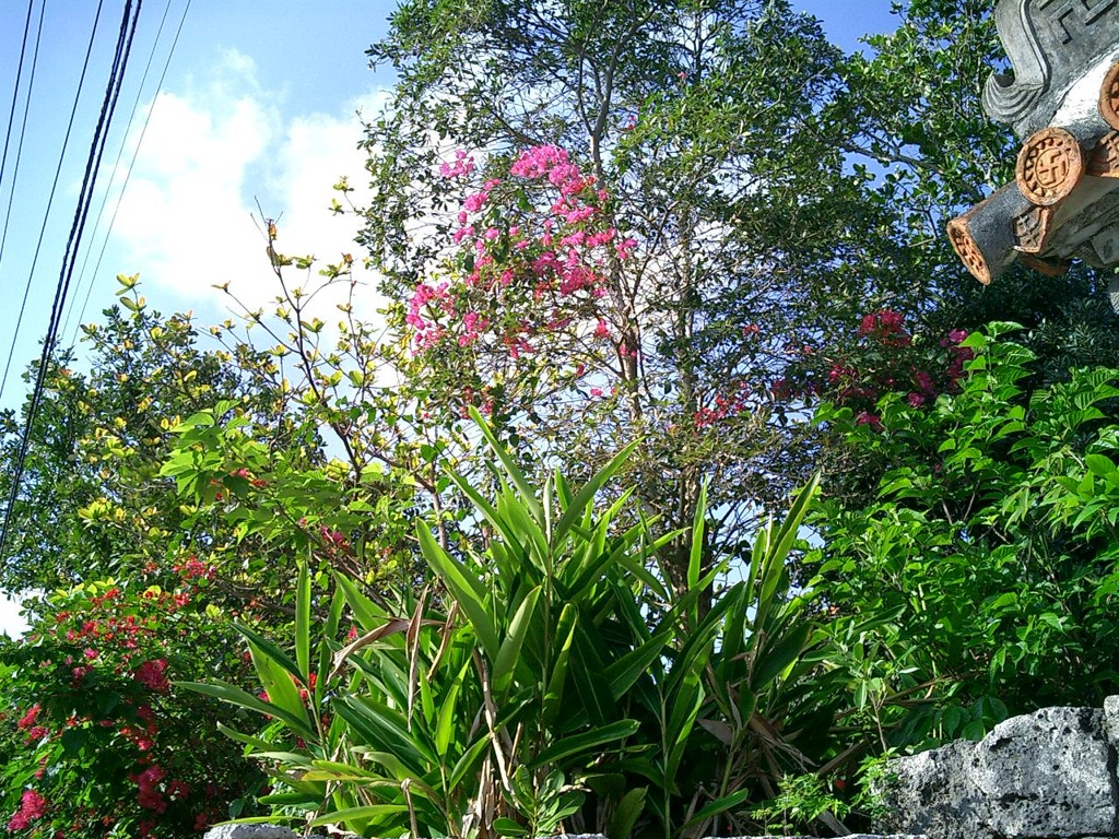 南国の花