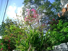南国の花