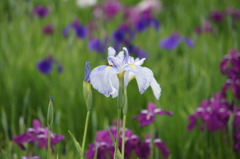菖蒲