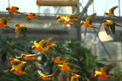 コガネメキシコインコ