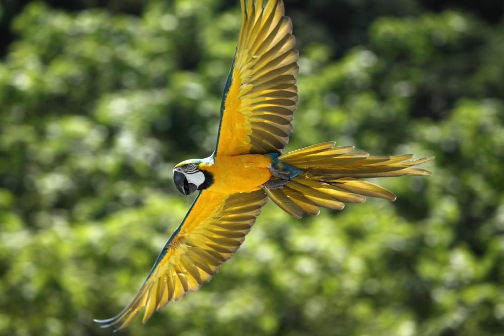ルリコンゴウインコ