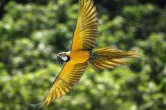 ルリコンゴウインコ