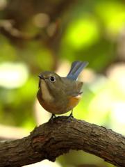 ルリビタキ♀
