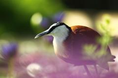 アフリカレンカク