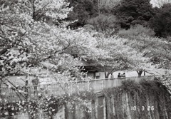 桜茶屋