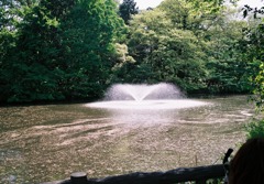 噴水と花びら
