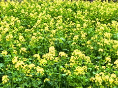 菜の花一色