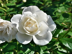 純白の薔薇
