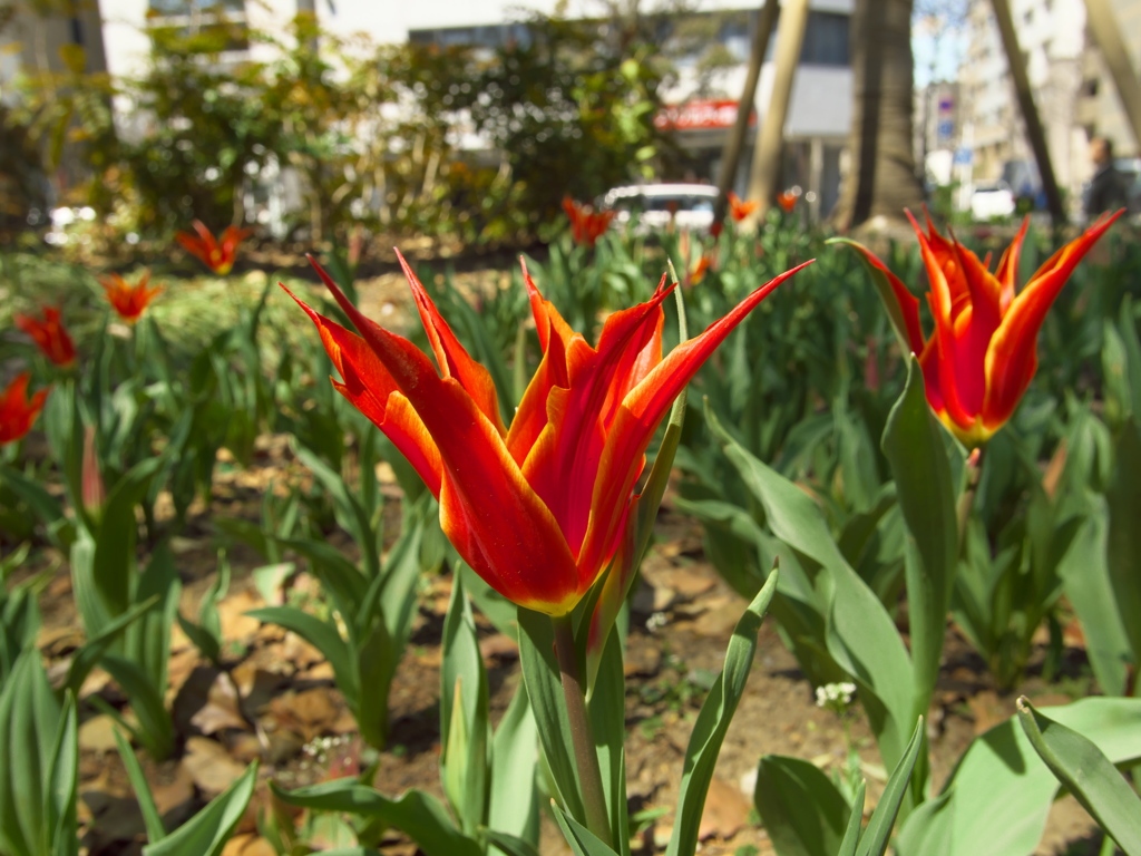 チューリップ-9