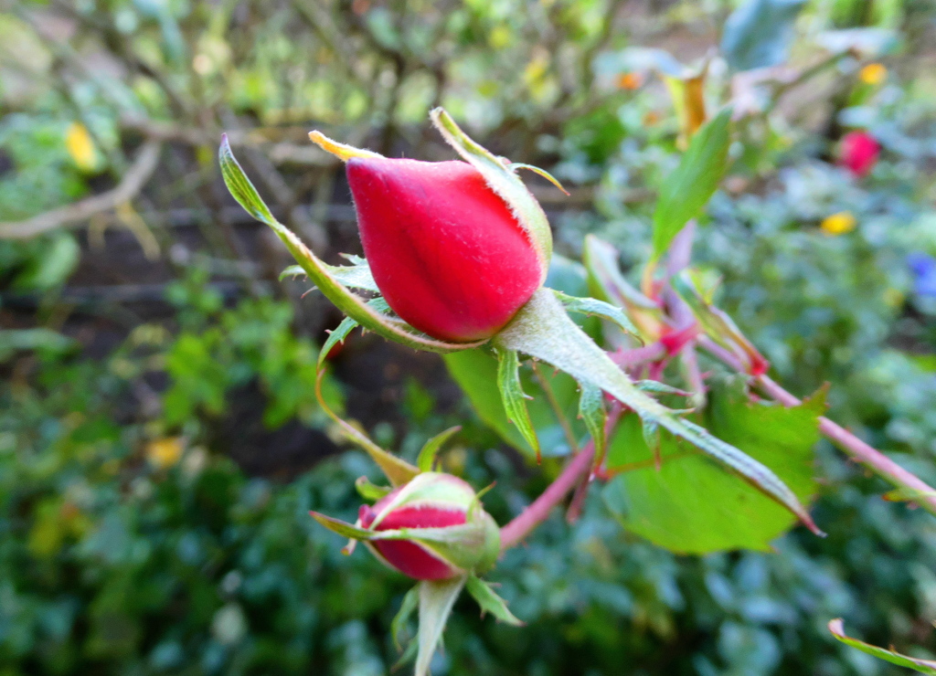 情熱の赤い蕾（バラ）