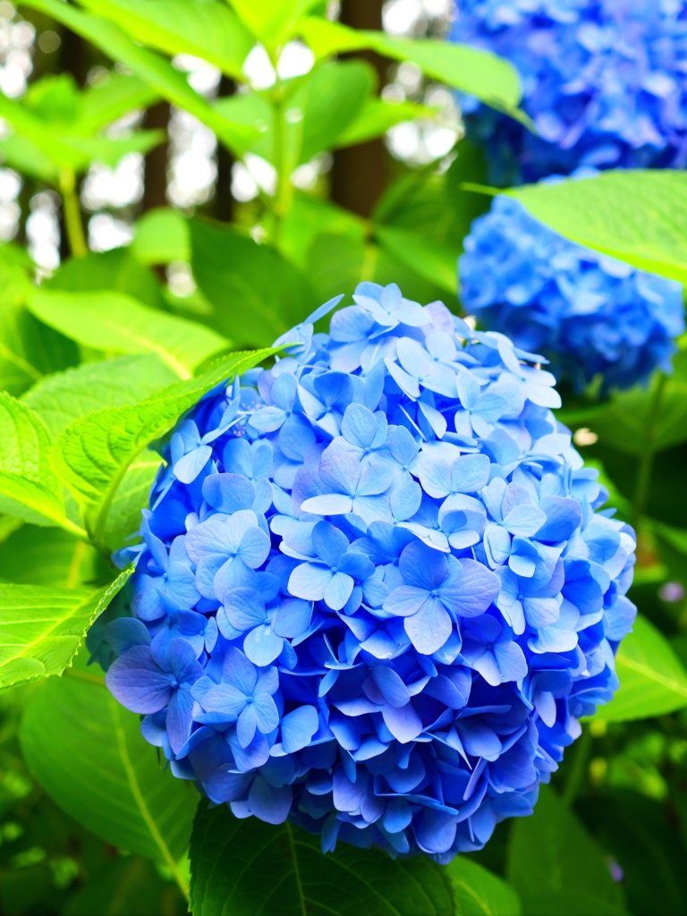 ハイ ポーズ アジサイの花