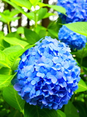 ハイ ポーズ アジサイの花