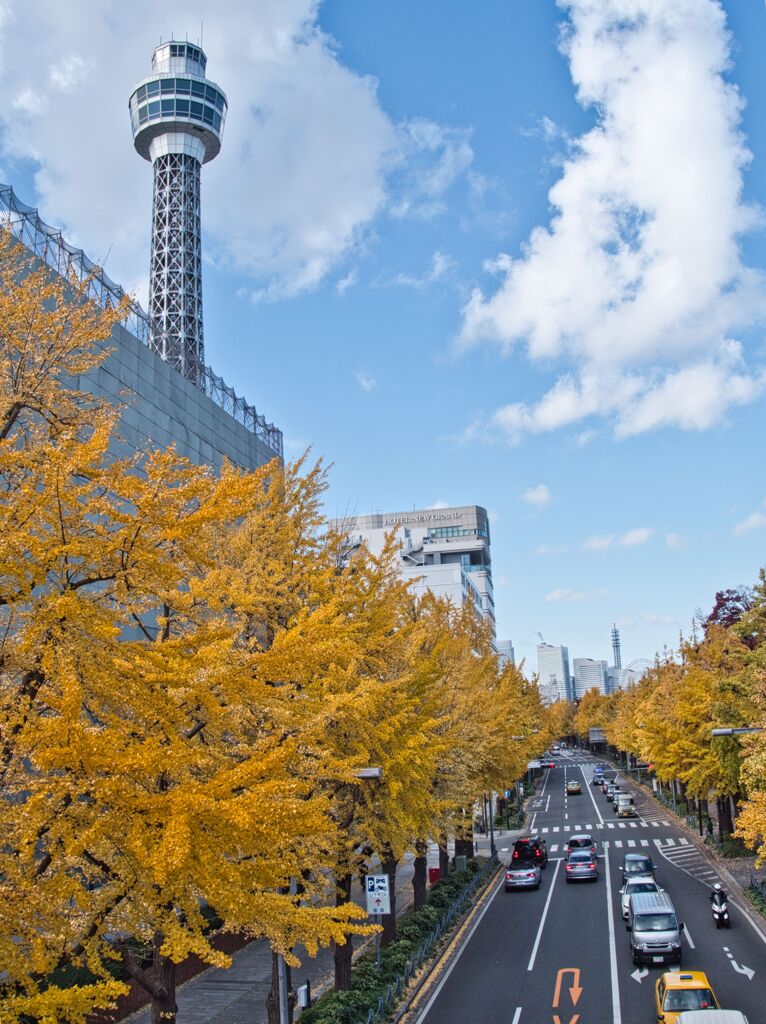 横浜マリーンタワーと黄葉