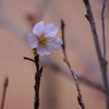 さくら　ようやく咲き出しました