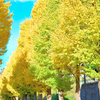 黄葉真っ盛り