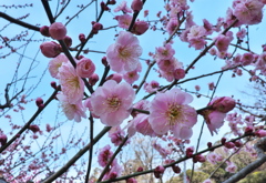 梅の花「文殊」