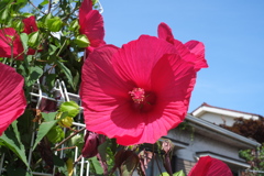 真っ赤なお花Ⅱ