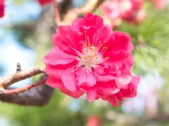 花桃～紅一点