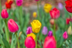 チューリップの仲間たち