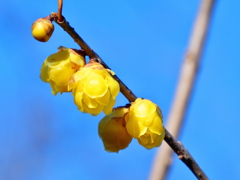 横浜「三渓園」