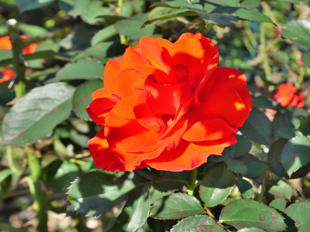 赤い薔薇