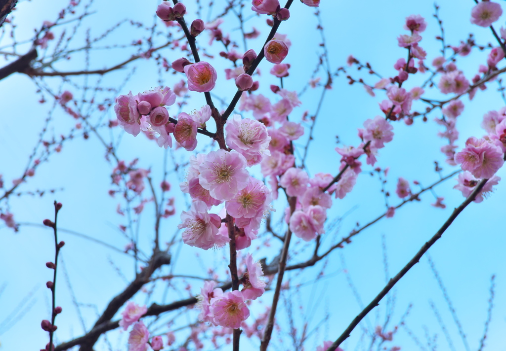 梅の花