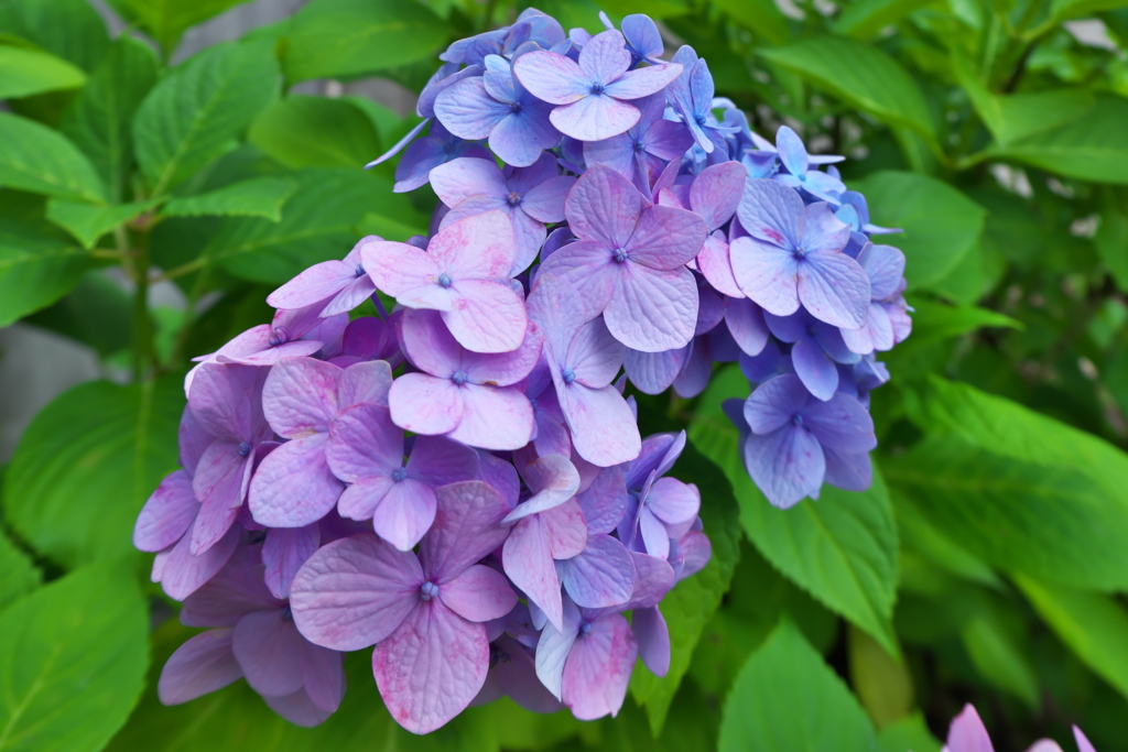 ハーフな紫陽花
