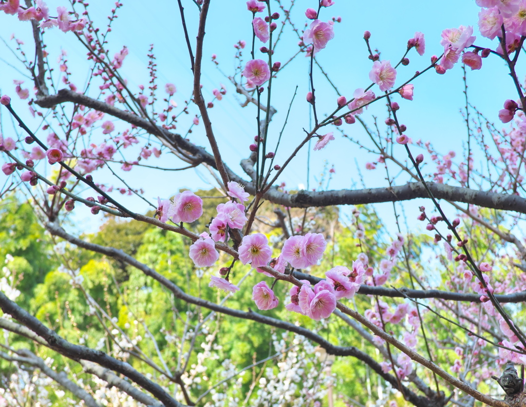 梅の花