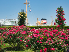 赤い薔薇と氷川丸