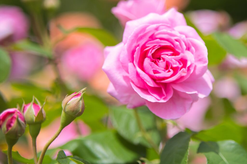 薔薇