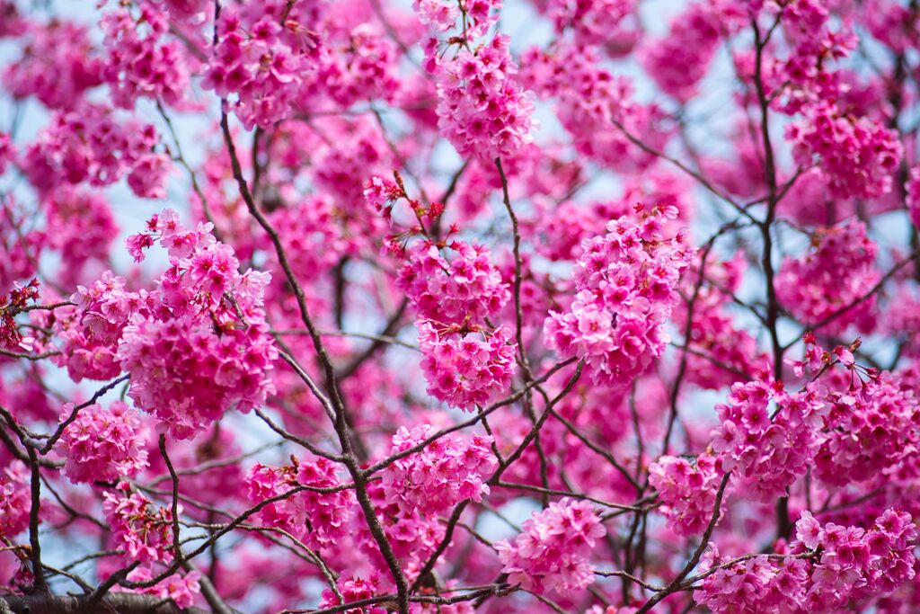 真っ赤に燃える