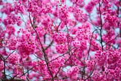 真っ赤に燃える