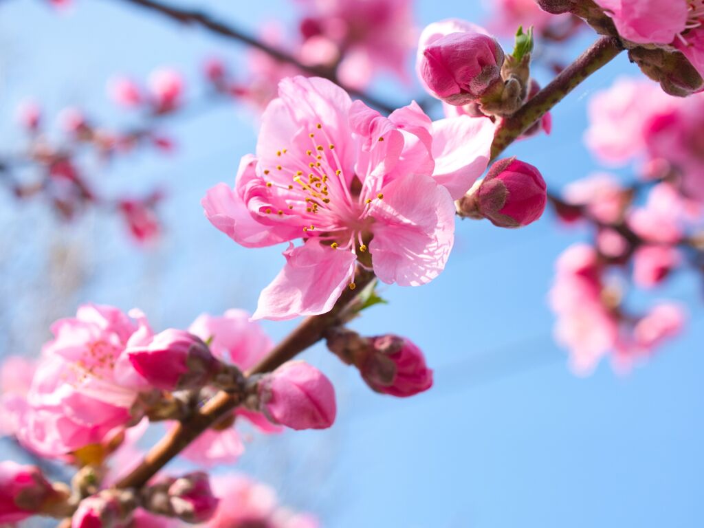 花桃～際立ちます