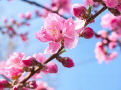 花桃～際立ちます