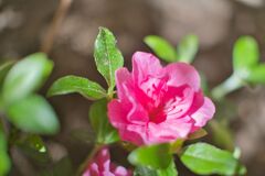 さつき　ロージー