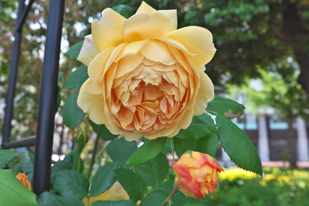 バラの花