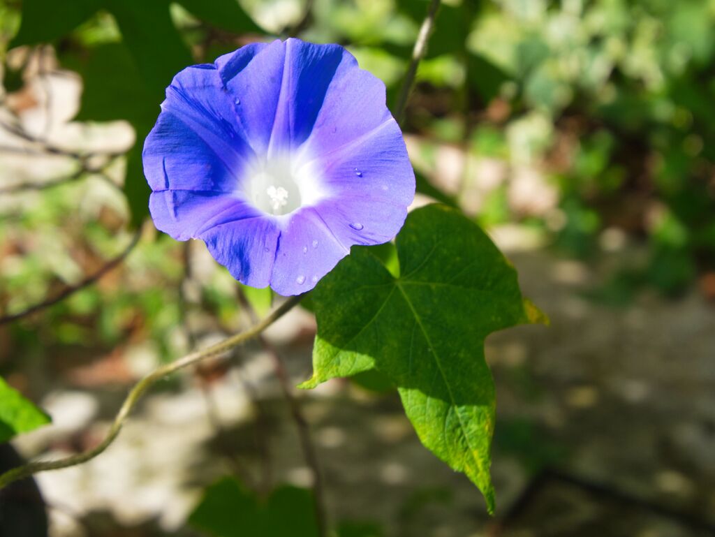 朝顔