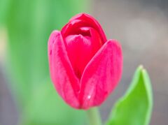 チューリップ～真っ赤な恋