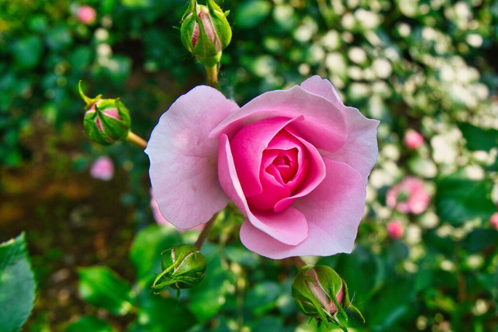 ロサキネンシス