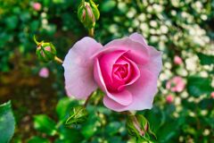 ロサキネンシス