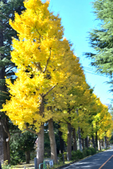 銀杏の黄葉