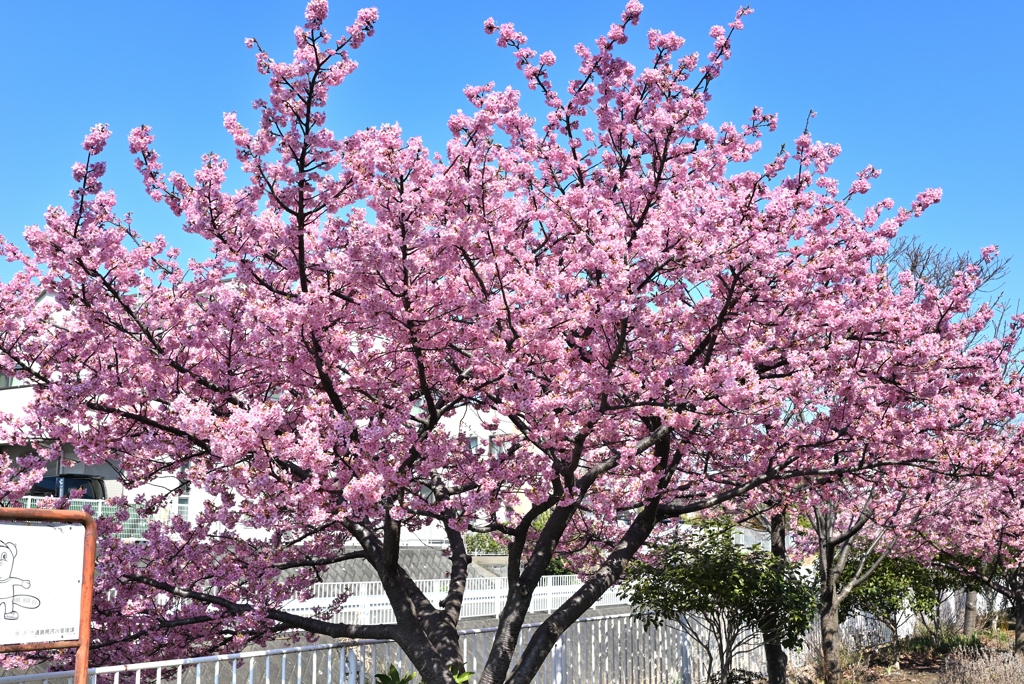 桜　満開です