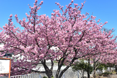 桜　満開です