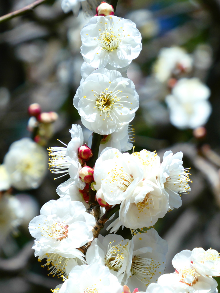 梅が咲いています