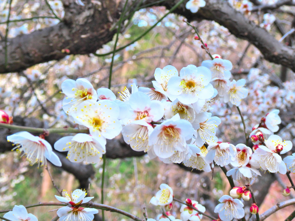 白梅の気品高さ