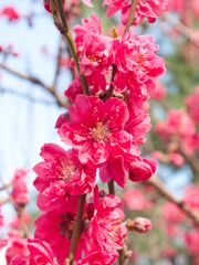 花桃～ふれあい