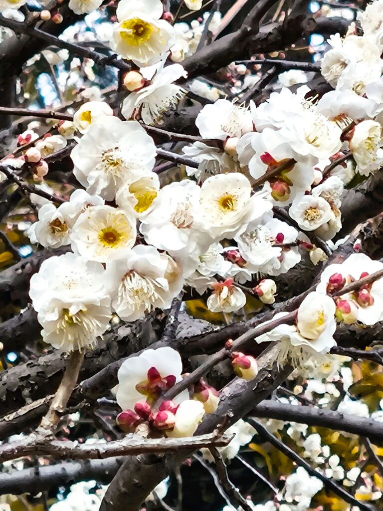 梅咲いています。