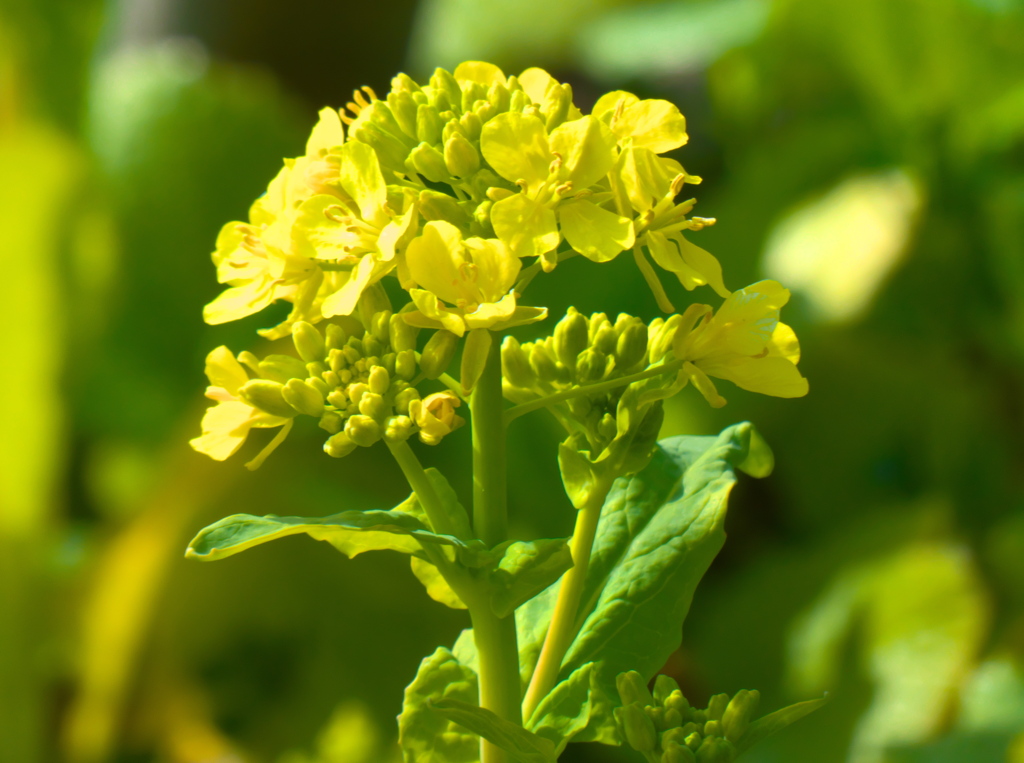 もうすぐ、春ですね「菜の花」